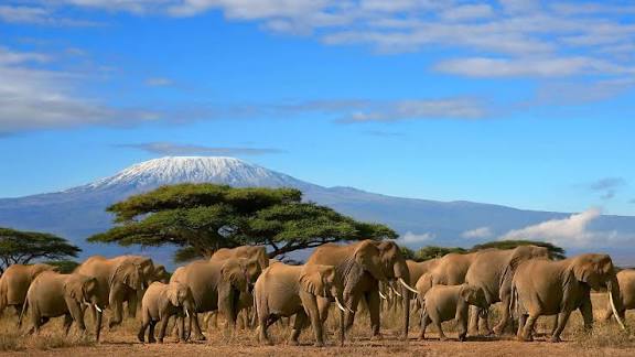 Naivasha Safari