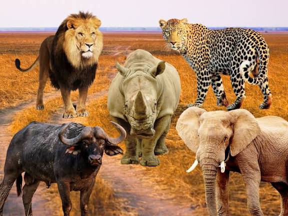 Amboseli Elephants