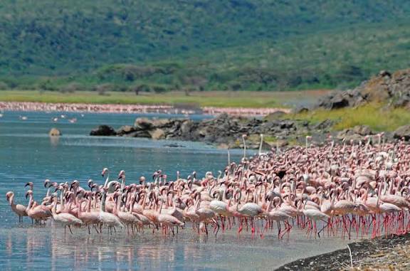 Lake Nakuru Safari